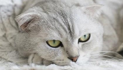 保山2026年最新杭州高端商务伴游招聘网渠道分享(最方便真实的保山茉莉伴游伴游天下全国联盟方法)