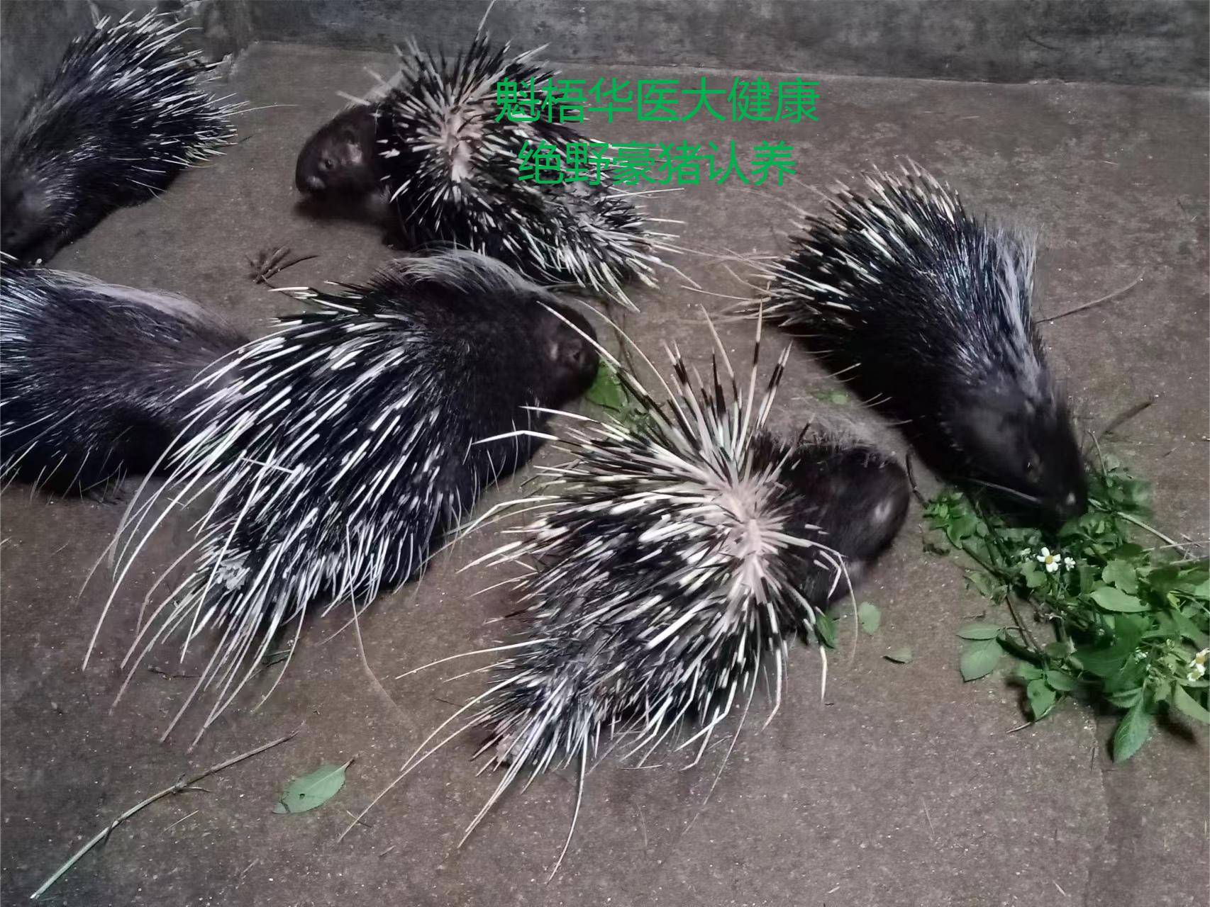 最新豪猪回收商家方法分析(最方便真实的保山豪猪卖去什么地方方法)